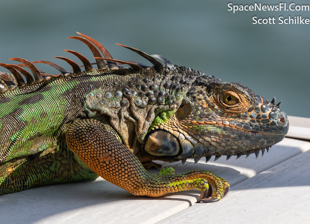 Marco Island Iguana