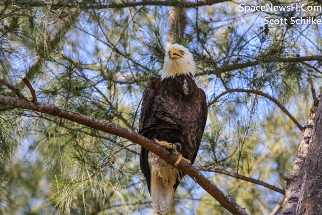 Marco Island Bald Eagle